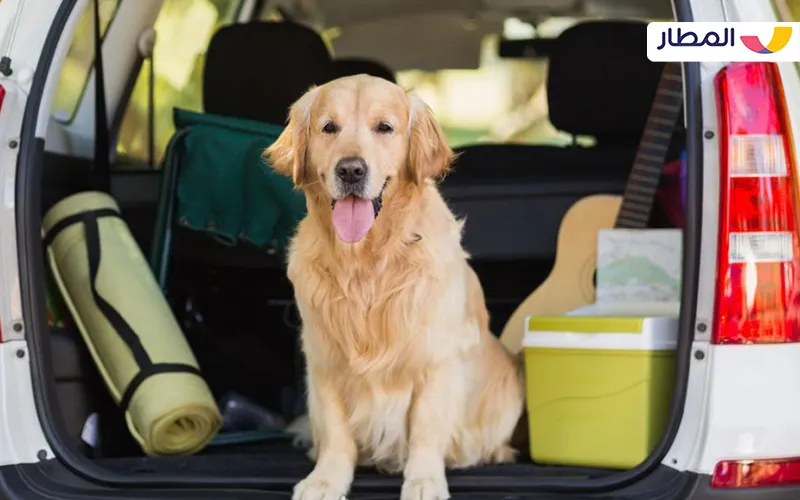 Does your pet need travel training before traveling?
