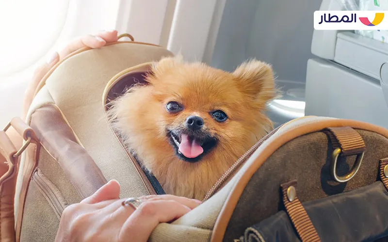 How should one behave when a pet is on board the aircraft?