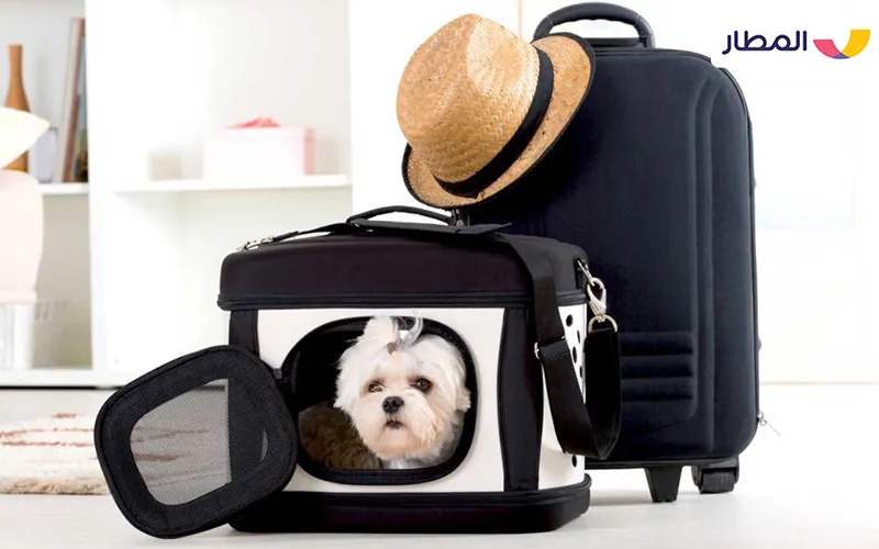 What pet travel accessories do you need to insure?
