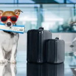 How to Travel with Your Pets on Vacations