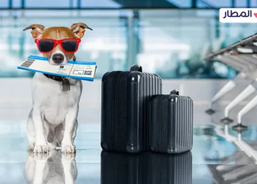 How to Travel with Your Pets on Vacations?