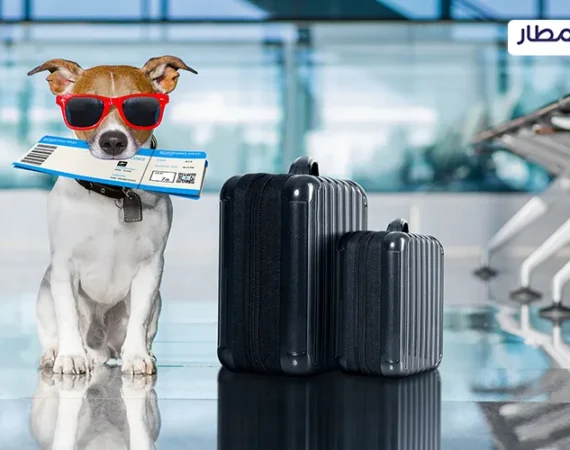 How to Travel with Your Pets on Vacations