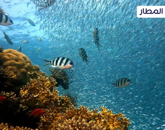 Tips and Information Before Traveling to Sharm El Sheikh