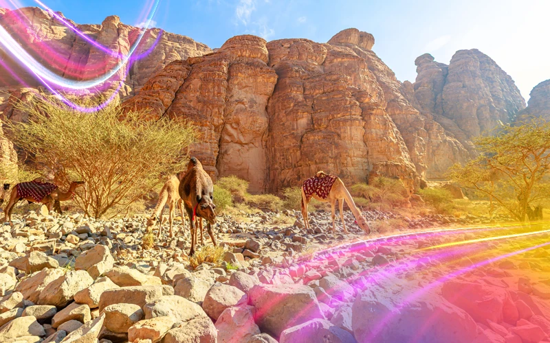 Acacia-Valley