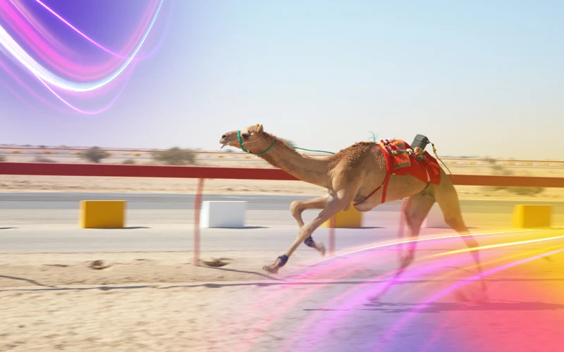 Camel-racing-with-robots-only-in-Qatar