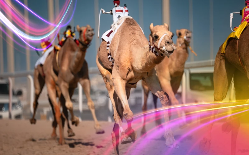 Camel-racing-with-robots-only-in-Qatar