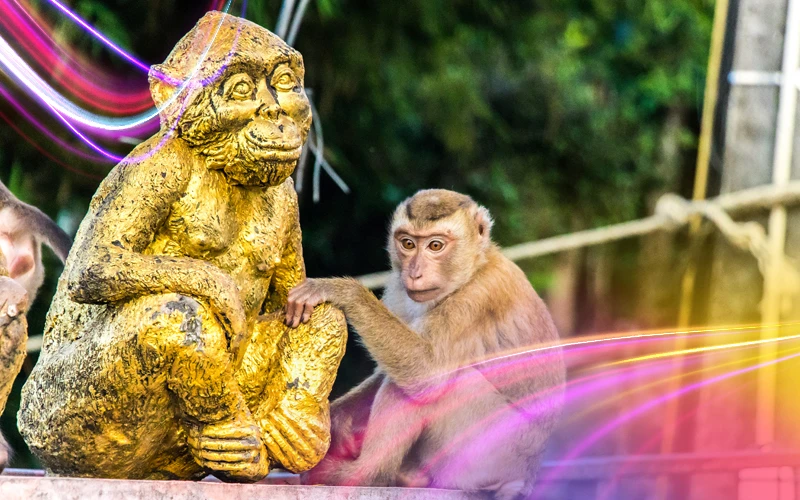 Monkey-Hill