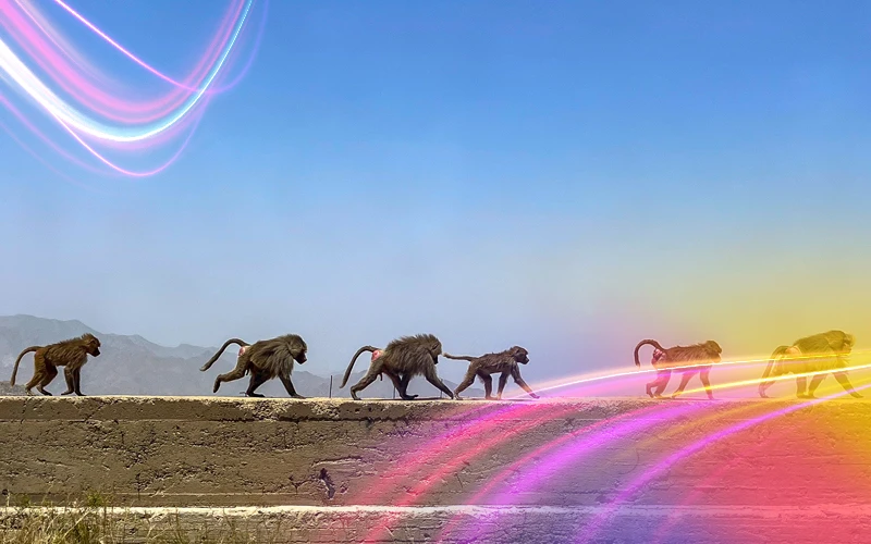 Monkey-Hill