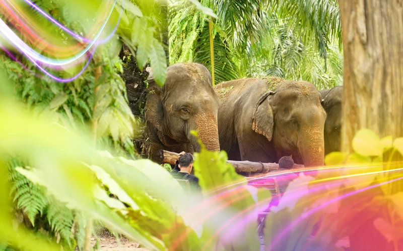 Phuket-Elephant-Sanctuary