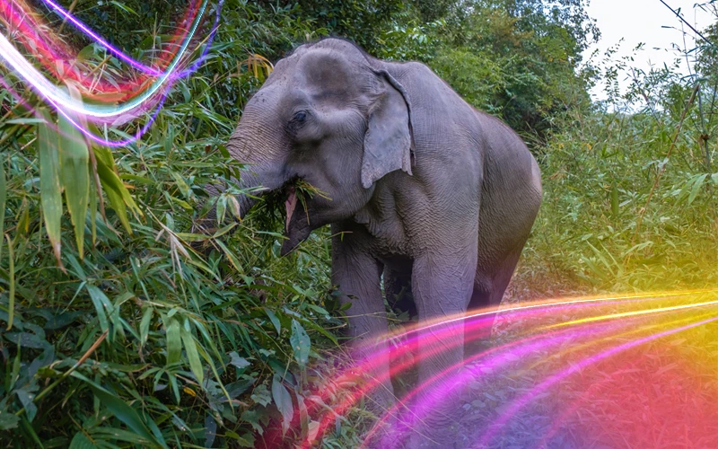 Phuket-Elephant-Sanctuary