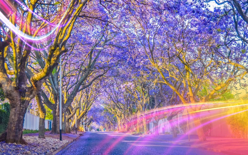 South-Africa-A-Season-of-Flowers-and-Wildlife