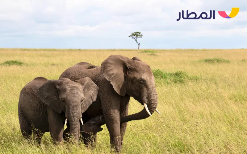 2 Kenya- Wildlife and True Safari 2