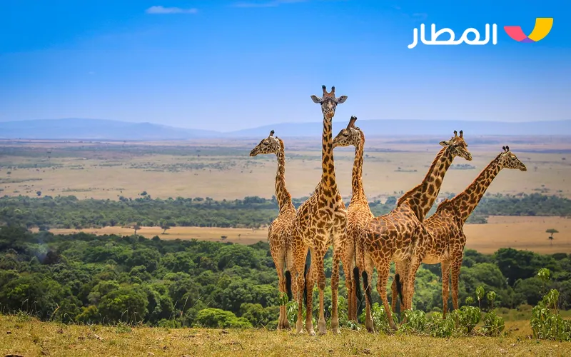 2 Kenya- Wildlife and True Safari