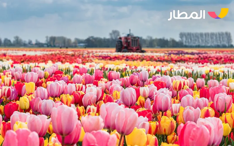 Amsterdam- Netherlands, tulip fields, and charming gardens 2