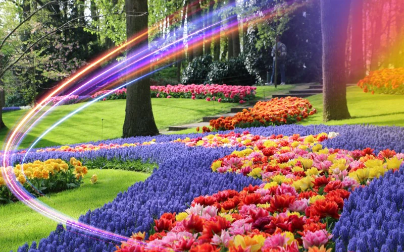 Amsterdam-Netherlands-tulip-fields-and-charming-gardens-3