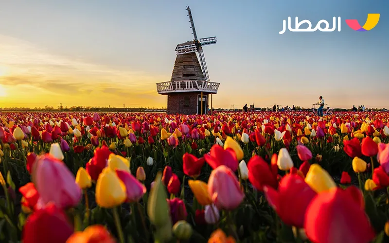 Amsterdam- Netherlands, tulip fields, and charming gardens