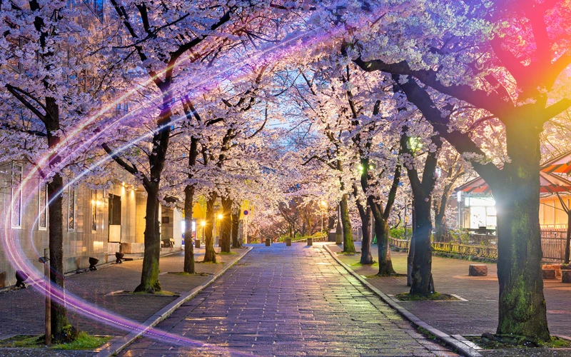 Kyoto-Japan-cherry-blossoms-and-deep-traditions-2