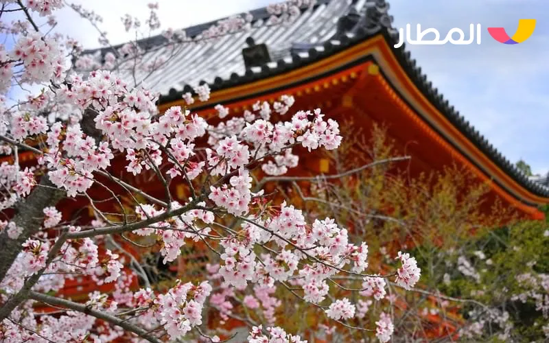 Kyoto, Japan- cherry blossoms and deep traditions 2