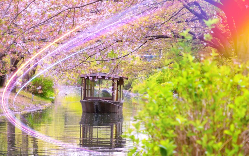 Kyoto-Japan-cherry-blossoms-and-deep-traditions-3