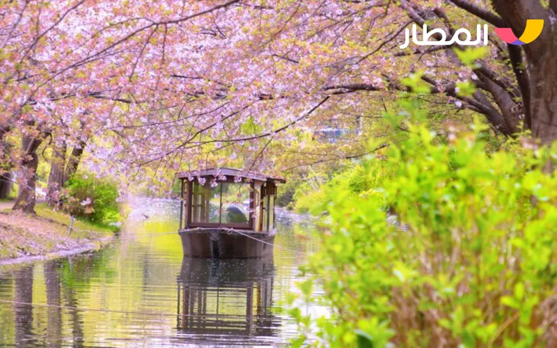 Kyoto, Japan- cherry blossoms and deep traditions