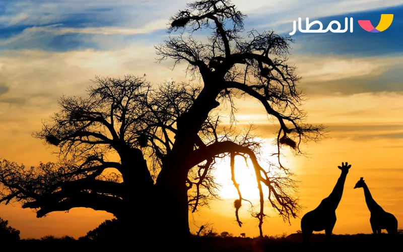 South Africa- exciting safari in autumn weather 2