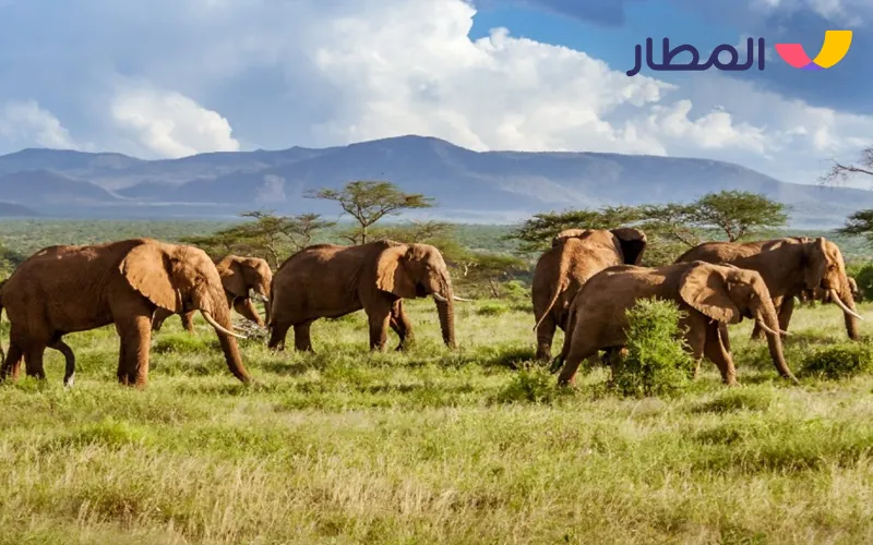 South Africa- exciting safari in autumn weather