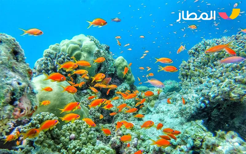 The Maldives- tropical beaches and magical marine life 4