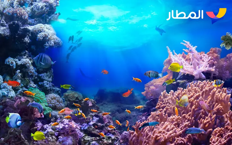 The Maldives- tropical beaches and magical marine life