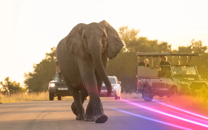 South-Africa-Dream-Safari-in-the-Dry-Winter