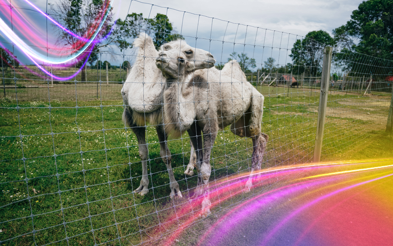 Kuwait-Zoo-A-World-of-Wildlife