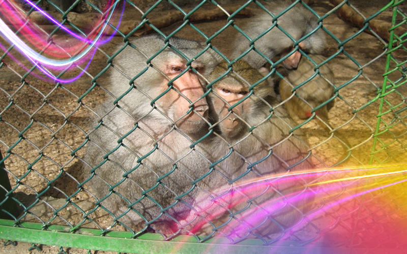 Kuwait-Zoo-A-World-of-Wildlife