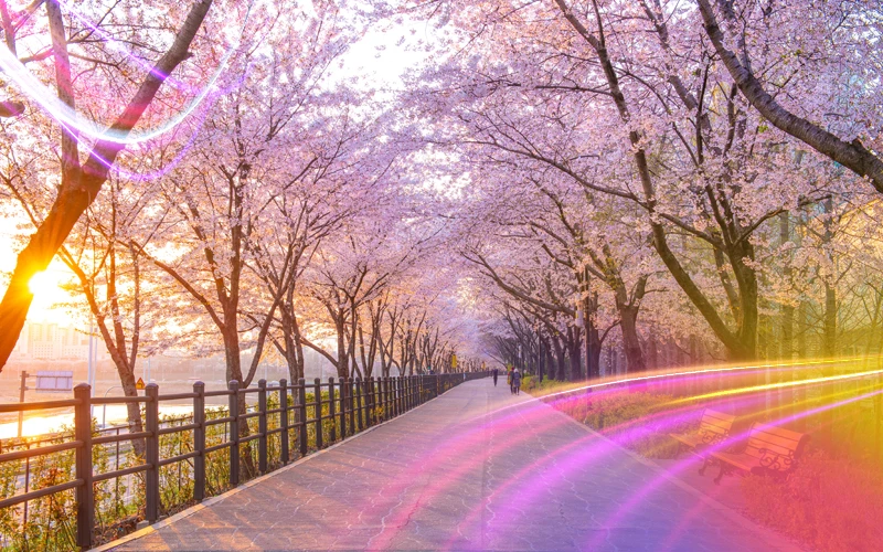 Best Time to Visit Seoul 1