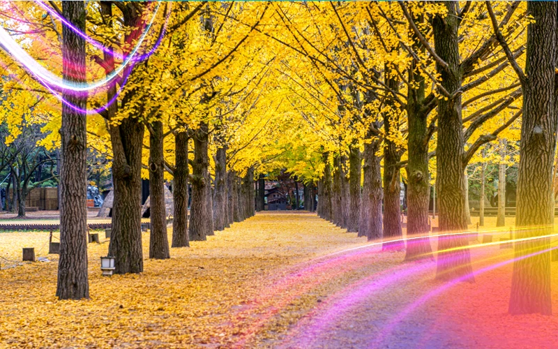 Best Time to Visit Seoul 1