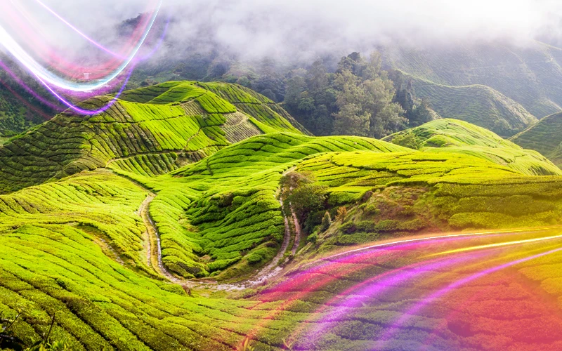 Cameron Highlands 1