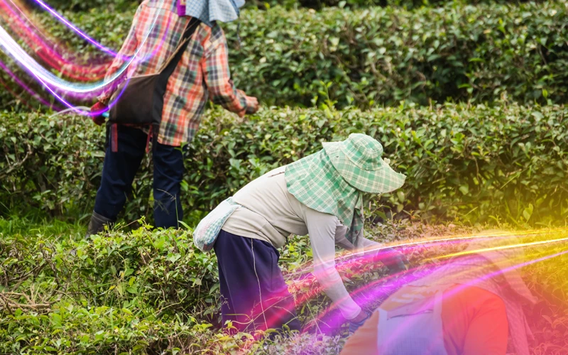 Cameron Highlands 2