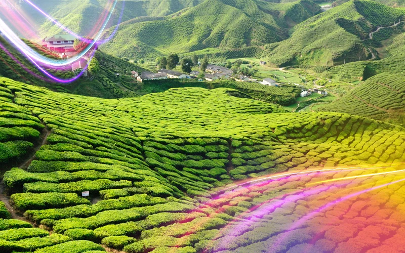 Cameron Highlands A Cool Escape from Kuala Lumpur 1